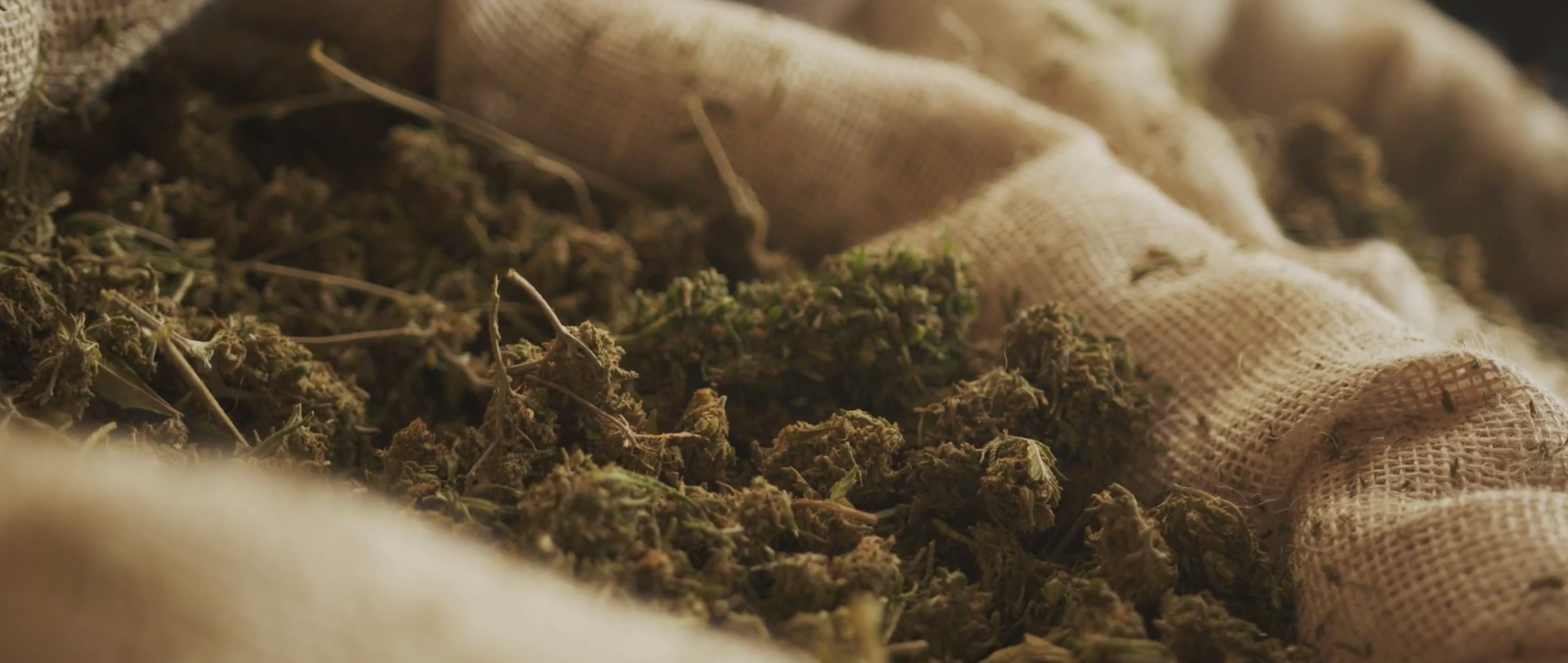 Lancering af "Pure-serien" - CBD til En Overkommelig Pris