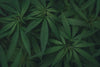 Hvad kan cannabis bruges til? En dybdegående guide til anvendelser og fordele