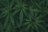 Hvad er forskellen på CBD og THC? En dybdegående guide til cannabinoider