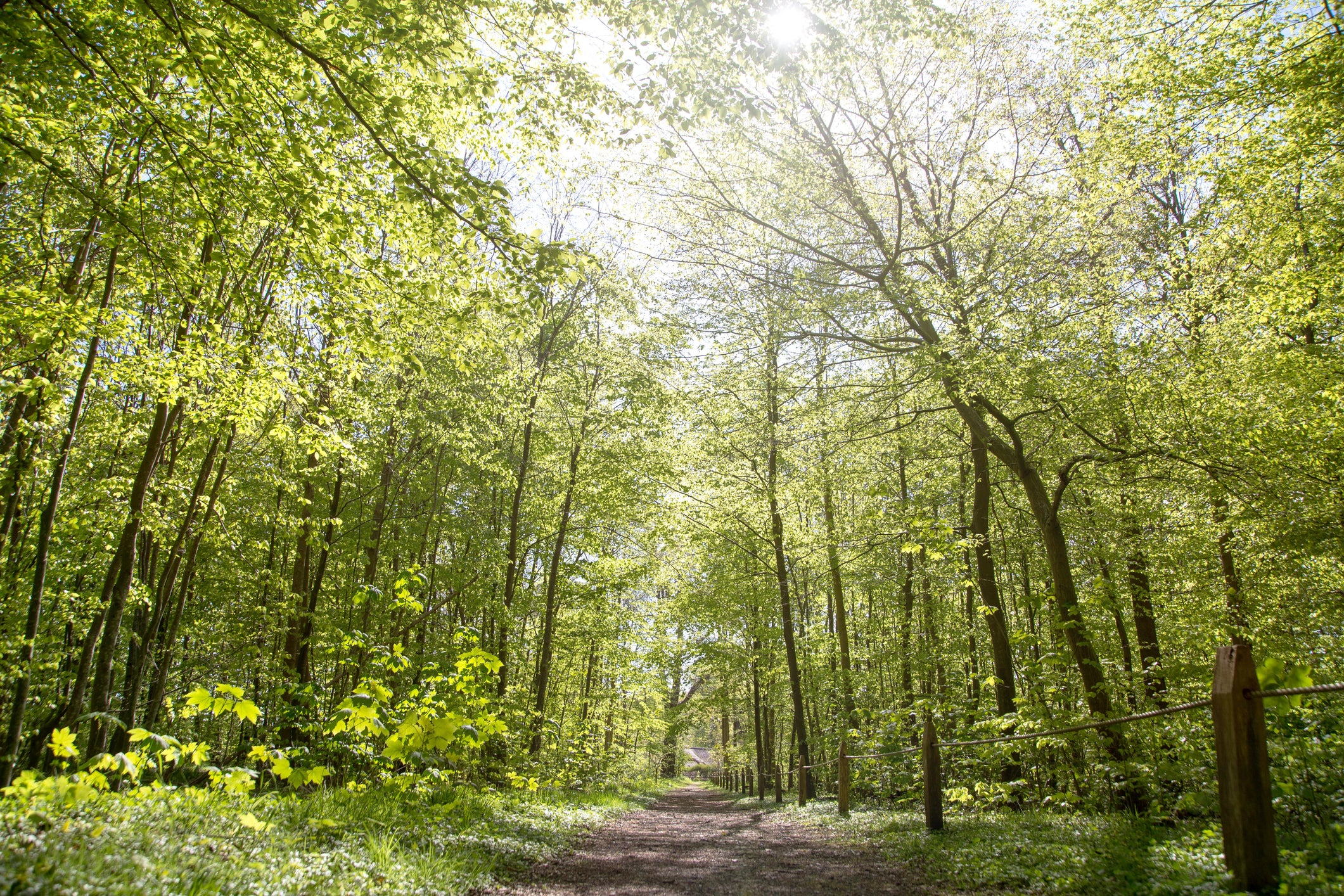 One Tree Planted x Raw Organics