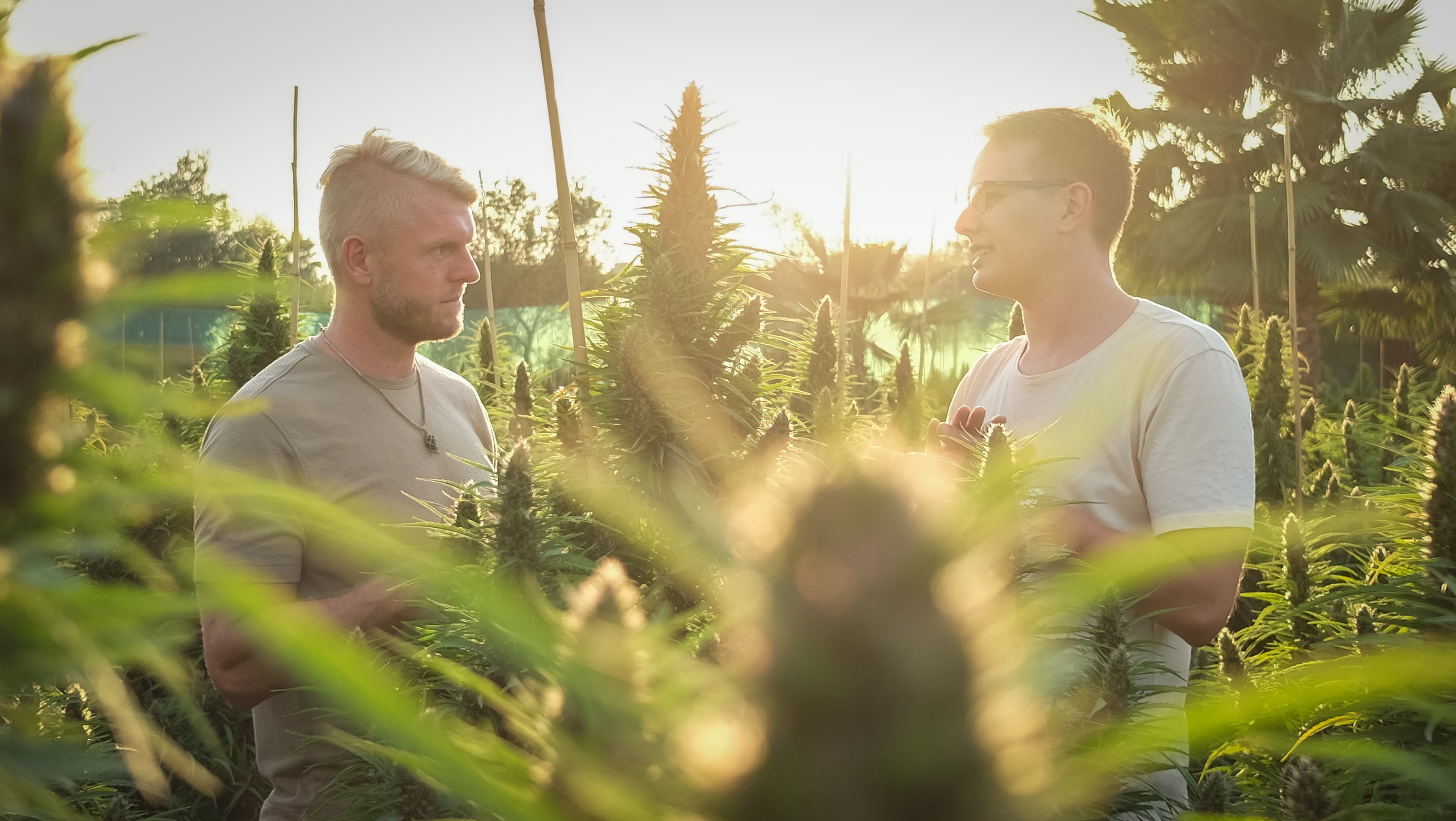 Jesper og Nicklas i cannabisdyrkningen hos Raw Organics