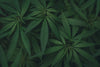  Økologiske fuldspektrums cannabis produkter